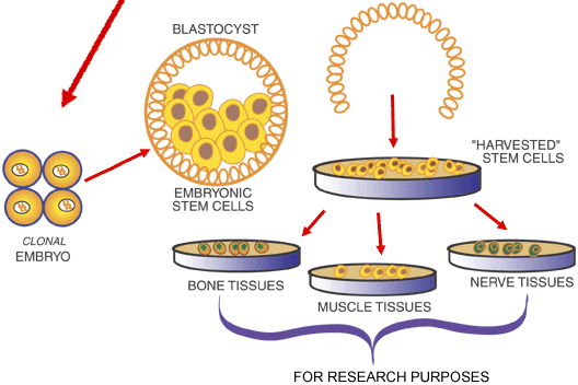 embryonic stem cells diagram. embryonic stem cells2,