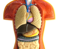 Shopping for Organs: The global trade in human organs